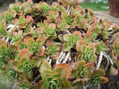 DSCF5494