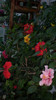 octombrie 2011 162