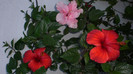 octombrie 2011 164
