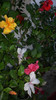 octombrie 2011 165