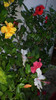 octombrie 2011 179