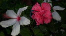 octombrie 2011 181
