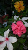 octombrie 2011 182