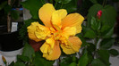 octombrie 2011 229