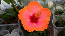 octombrie 2011 255