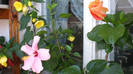 octombrie 2011 273
