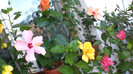 octombrie 2011 288