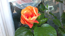 octombrie 2011 289