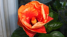 octombrie 2011 290