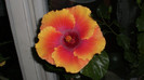 octombrie 2011 367