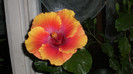 octombrie 2011 368