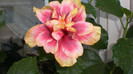 octombrie 2011 413