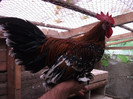 DSCF0195