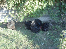 COCHINCHINA NEGRU