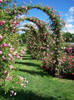 elizabeth_park_rose_garden_600x
