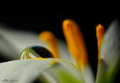 droplet and pollen