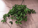 carnosa krinkle 8