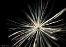 is there life in cosmos?