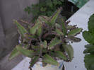 Kalanchoe daigremontiana (Palarie mexicana)