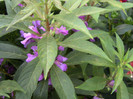 impatiens balsamina