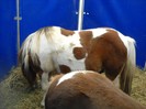 DSCN1662