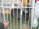 DSCN1705