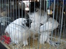 DSCN1709