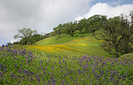 Spring_Landscape_1_-_Mendocino_Coun