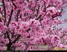 Spring_time-46c1b8e4e91f409d40167d2