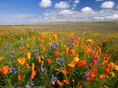 wwwPicsDesktopcom_114