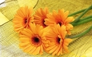 resized_flori_32