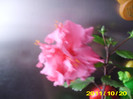 Picture 001