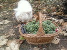 my pictures- octombrie 2011 107