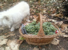my pictures- octombrie 2011 108
