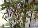my pictures- octombrie 2011 015