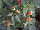my pictures- octombrie 2011 017