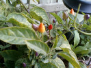 my pictures- octombrie 2011 018