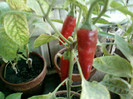my pictures- octombrie 2011 022