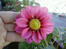 my pictures- octombrie 2011 001