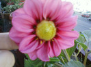 my pictures- octombrie 2011 003