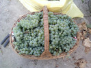 my pictures- octombrie 2011 114