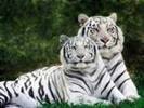 17 tigri albi