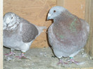 DSCN1294