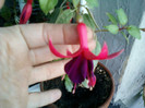my pictures- octombrie 2011 007
