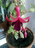 my pictures- octombrie 2011 008