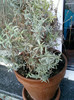 my pictures- octombrie 2011 010