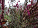 DSCF5504