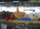 DSCN1744