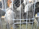 DSCN1753