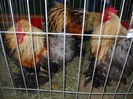 DSCN1769